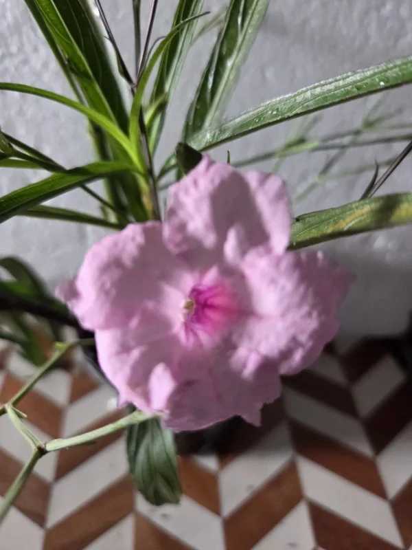 5 Pink Mexican Petunia Live Plants (Ruellia Simplex) – 5-7" Tall Plug Size - Image 1