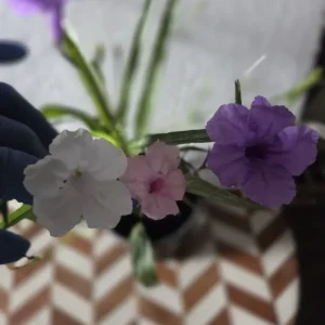 6 Mixed Mexican Petunia Live Plants - Purple, Pink, White Ruellia Simplex - Image 2