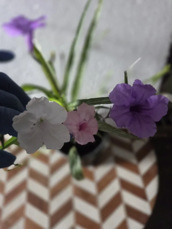 6 Mixed Mexican Petunia Live Plants - Purple, Pink, White Ruellia Simplex - Image 2
