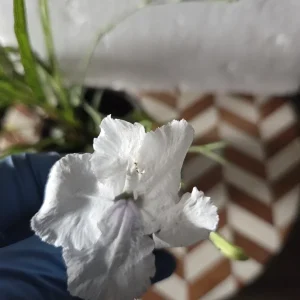 6 Mixed Mexican Petunia Live Plants - Purple, Pink, White Ruellia Simplex - Image 3