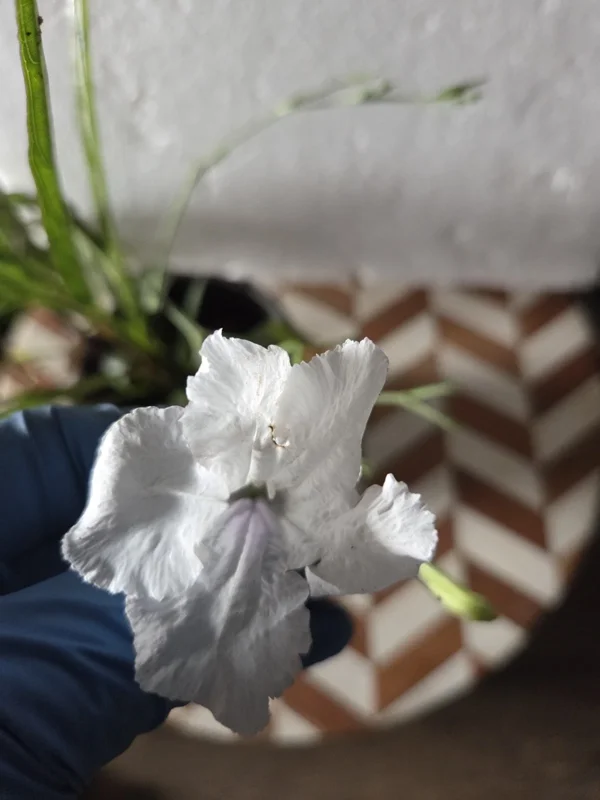 6 Mixed Mexican Petunia Live Plants - Purple, Pink, White Ruellia Simplex - Image 3