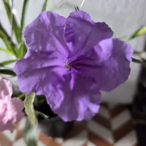 6 Mixed Mexican Petunia Live Plants - Purple, Pink, White Ruellia Simplex - Image 4