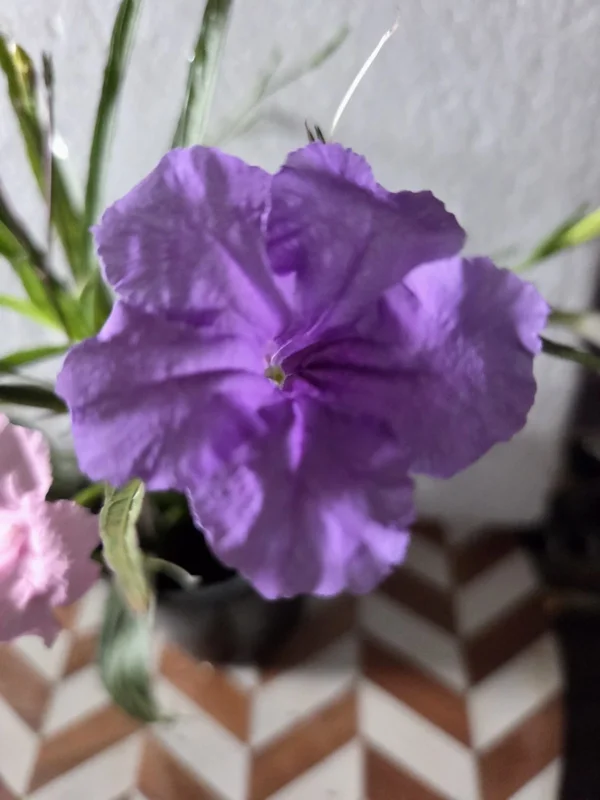 6 Mixed Mexican Petunia Live Plants - Purple, Pink, White Ruellia Simplex - Image 4