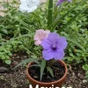 6 Mixed Mexican Petunia Live Plants - Purple, Pink, White Ruellia Simplex - Image 1