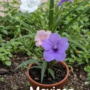 6 Mixed Mexican Petunia Live Plants - Purple, Pink, White Ruellia Simplex - Image 1