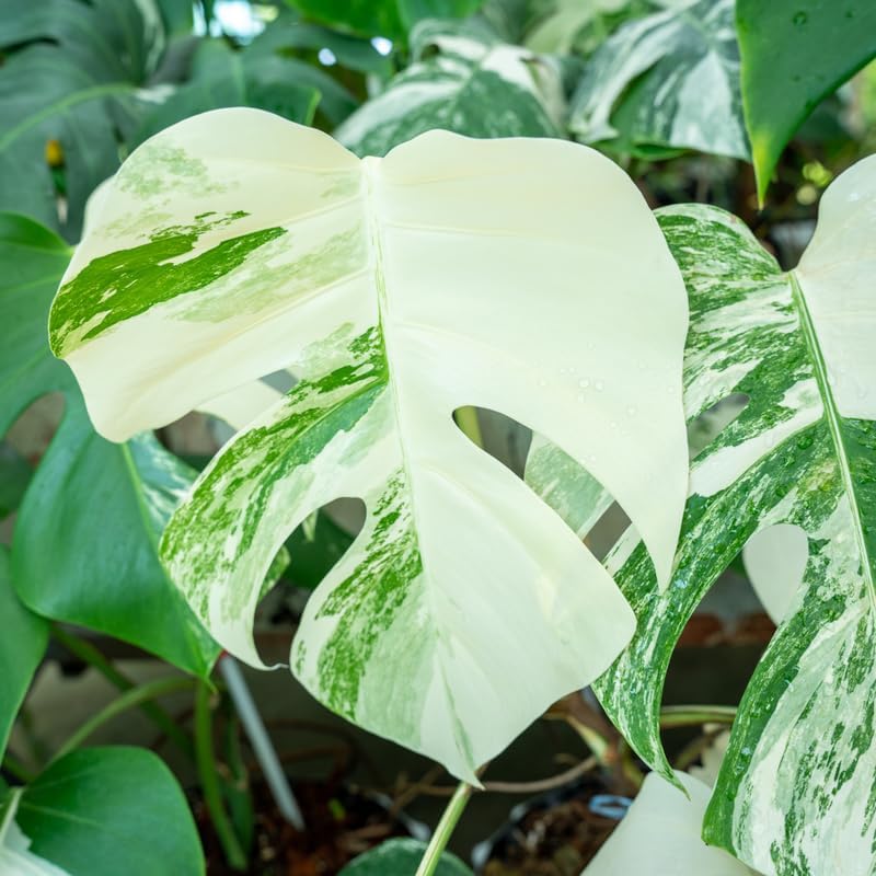 Monstera Thai Constellation Live Plant – 4 inch Pot – Indoor Aroid