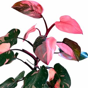 Pink Marble Philodendron Live Plant – 4in Potted Houseplant