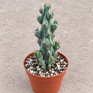 6 inch Boobie Cactus Live Plant – Myrtillocactus Geometrizans Fukurokuryuzinboku – Potted Succulent