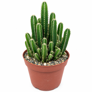 Fairy Castle Cactus Live Plant – 8 inch Acanthocereus Tetragonus – Easy Care Indoor Succulent
