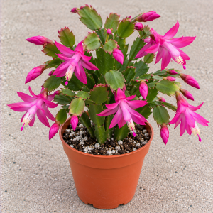 Fuchsia Spring Cactus Live Plant – 4 inch Rhipsalidopsis Succulent – Indoor