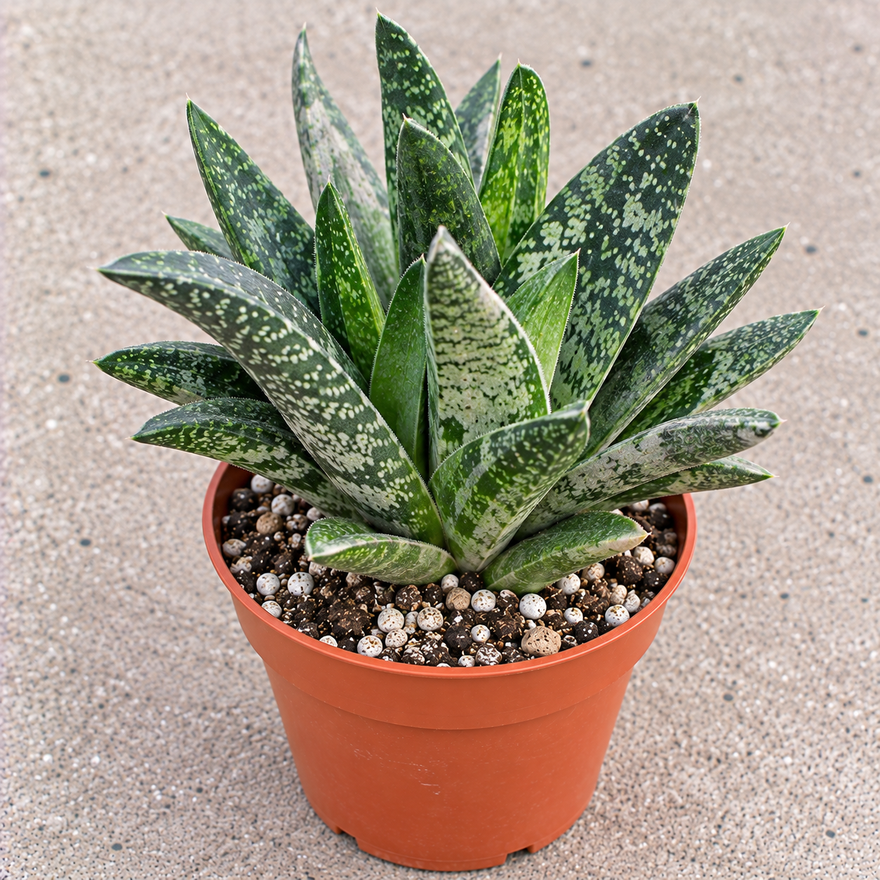Gasteria Hybrid Aloe Live Succulent Plant – Easy Care Houseplant – 6 inch Pot