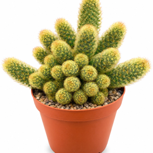 Gold Lace Ladyfingers Cactus Live Plant - Mammillaria Elongata, Drought Tolerant, 2-4 inches