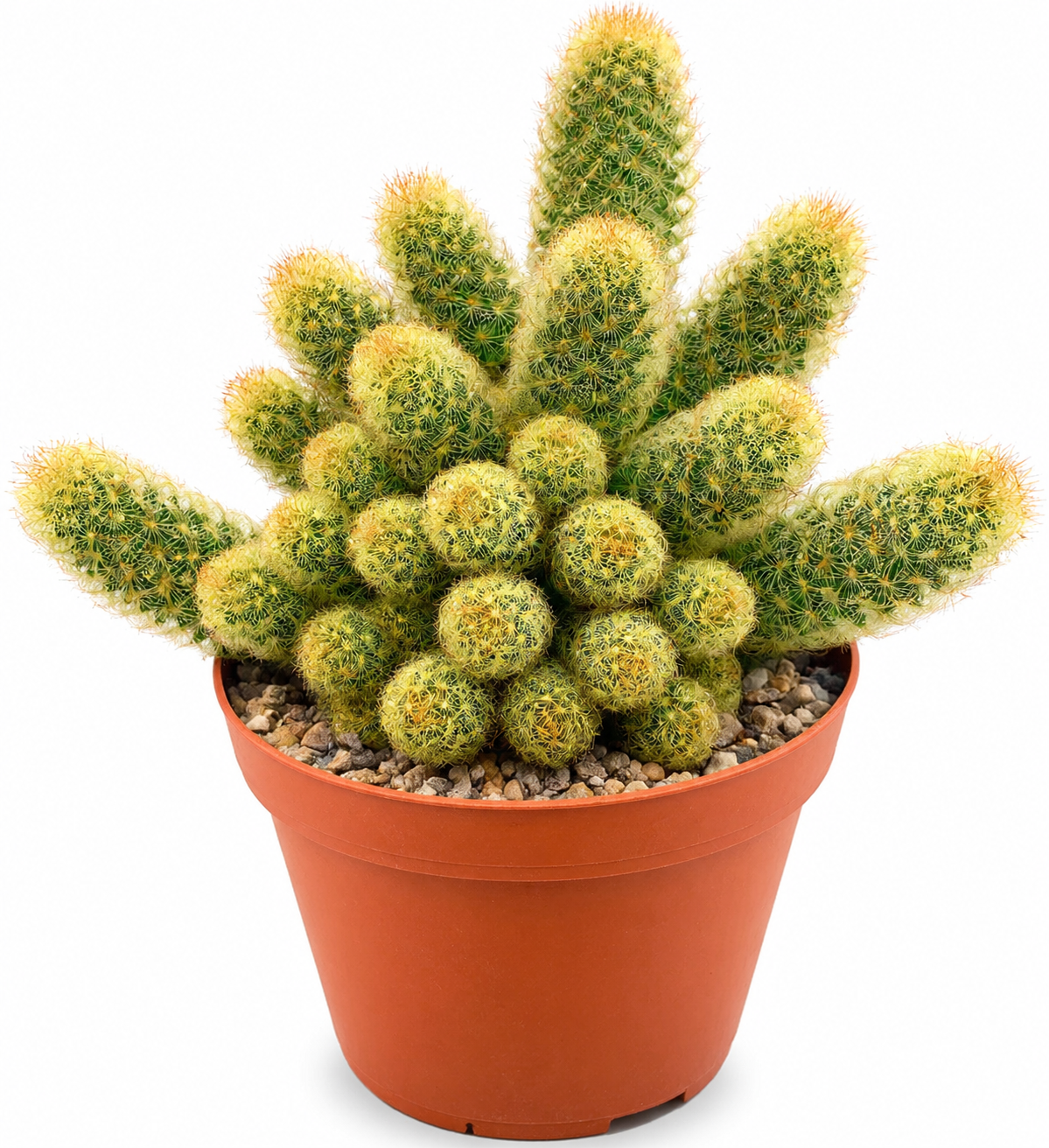 Gold Lace Ladyfingers Cactus Live Plant - Mammillaria Elongata, Drought Tolerant, 2-4 inches