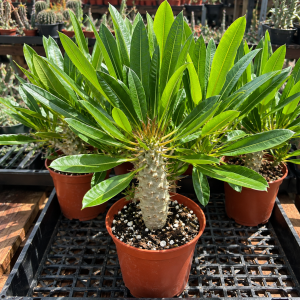 Madagascar Palm Pachypodium Lamerei subs. fiherense Live Plant - Easy Care Indoor/Outdoor