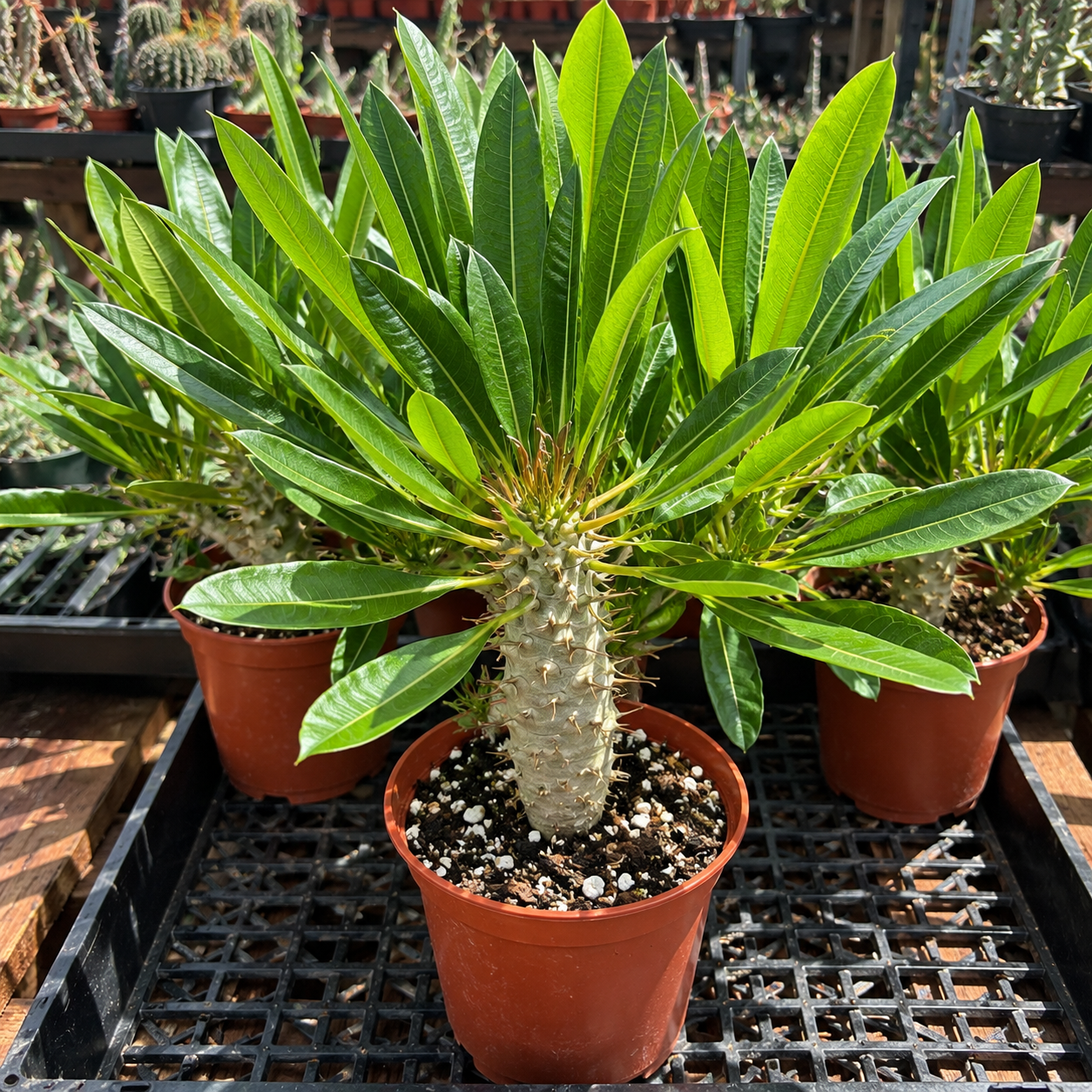 Madagascar Palm Pachypodium Lamerei subs. fiherense Live Plant - Easy Care Indoor/Outdoor