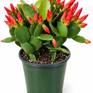 Orange Spring Cactus Plant - Rhipsalidopsis Succulent - Live 4-inch Potted Houseplant