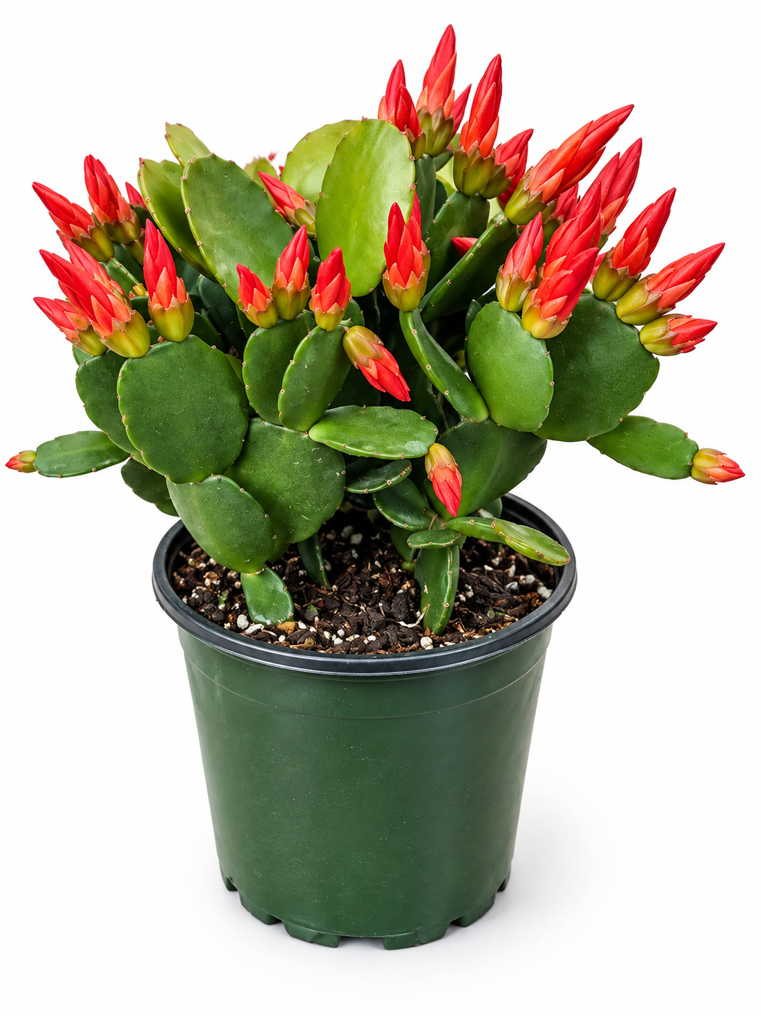 Orange Spring Cactus Plant - Rhipsalidopsis Succulent - Live 4-inch Potted Houseplant