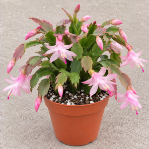 4" Pastel Pink Holiday Cactus Live Plant – Zygo Schlumbergera – Easy Indoor/Outdoor