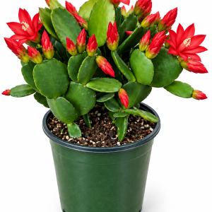 Red Spring Cactus Live Plant - Rhipsalidopsis Succulent, 4 Inch Pot, Indoor