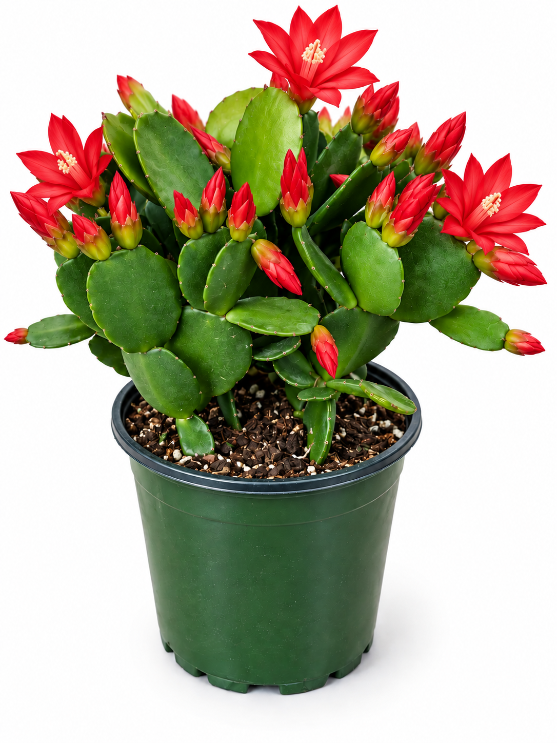 Red Spring Cactus Live Plant - Rhipsalidopsis Succulent, 4 Inch Pot, Indoor