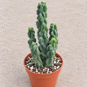 Totem Pole Cactus Live Plant - Spineless Monstrose Lophocereus Schottii - Drought Tolerant