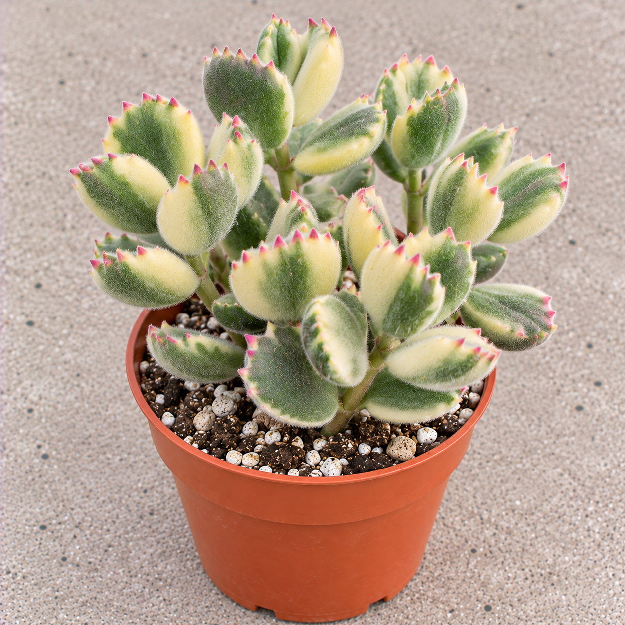Variegated Bear Paw Succulent Live Plant - Cotyledon Tomentosa - 4" Pot - Pet Friendly