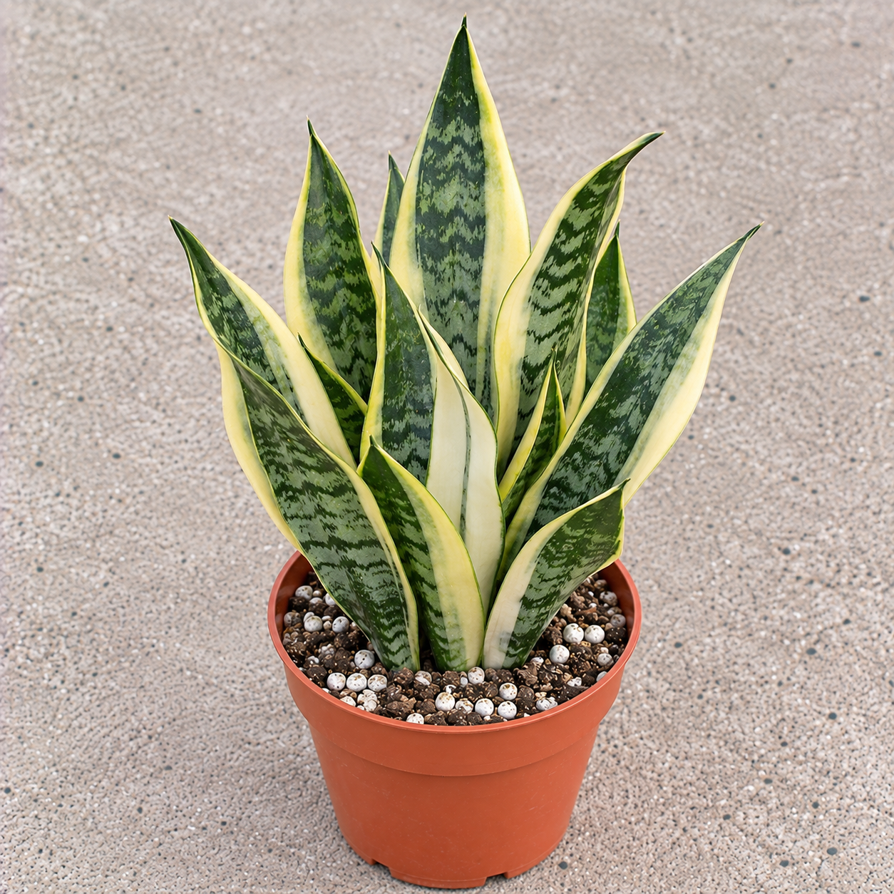 Dwarf Variegated Snake Plant - 6 inch Rosette Sansevieria Trifasciata Live Plant, Indoor