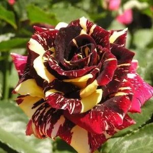 Abracadabra Rose Live Plant - Unique Striped Shrub Flower - 4