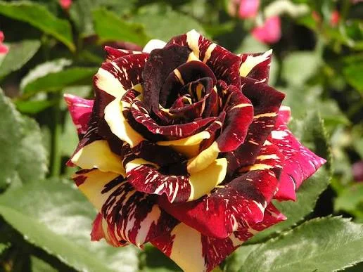 Abracadabra Rose Live Plant - Unique Striped Shrub Flower - 4" Nursery Pot - Image 2