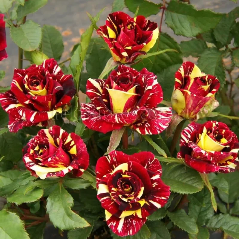 Abracadabra Rose Live Plant - Unique Striped Shrub Flower - 4" Nursery Pot - Image 3