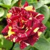 Abracadabra Rose Live Plant - Unique Striped Shrub Flower - 4" Nursery Pot - Image 1