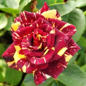 Abracadabra Rose Live Plant - Unique Striped Shrub Flower - 4