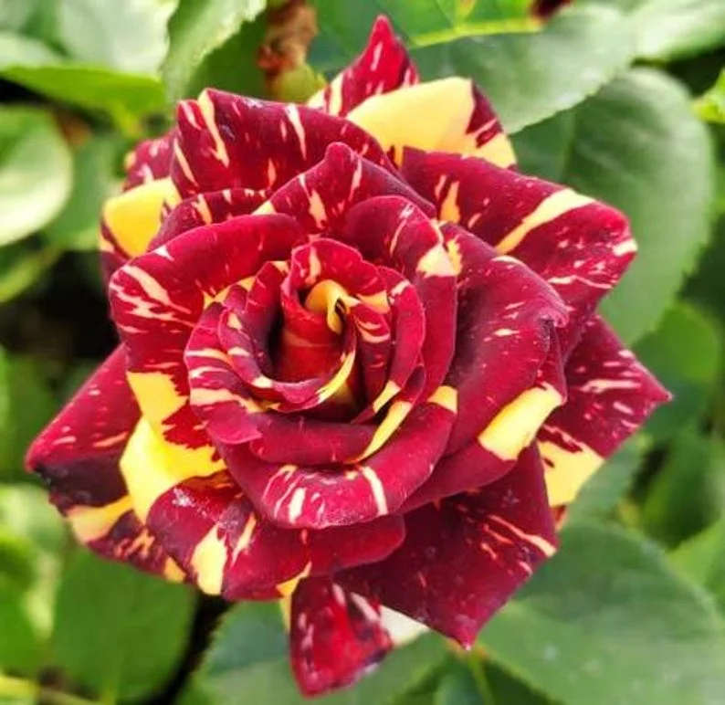 Abracadabra Rose Live Plant - Unique Striped Shrub Flower - 4" Nursery Pot - Image 1