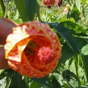 Abutilon Chinese Lantern Live Plant – 7-12
