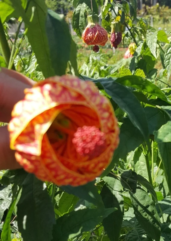 Abutilon Chinese Lantern Live Plant – 7-12" Tall in 4" Pot – Flowering Indoor/Outdoor - Image 2