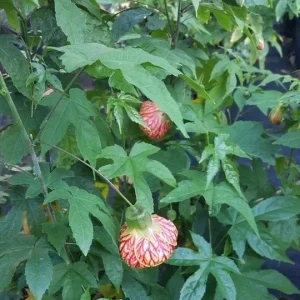 Abutilon Chinese Lantern Live Plant – 7-12