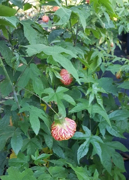 Abutilon Chinese Lantern Live Plant – 7-12" Tall in 4" Pot – Flowering Indoor/Outdoor - Image 3