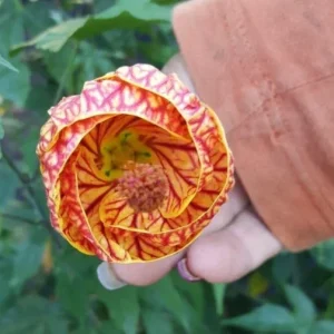 Abutilon Chinese Lantern Live Plant – 7-12