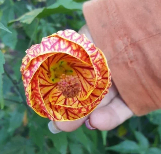 Abutilon Chinese Lantern Live Plant – 7-12" Tall in 4" Pot – Flowering Indoor/Outdoor - Image 4