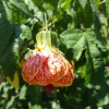Abutilon Chinese Lantern Live Plant – 7-12" Tall in 4" Pot – Flowering Indoor/Outdoor - Image 1