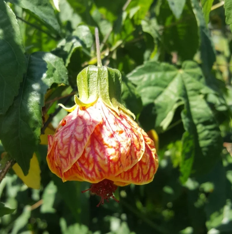 Abutilon Chinese Lantern Live Plant – 7-12" Tall in 4" Pot – Flowering Indoor/Outdoor - Image 1