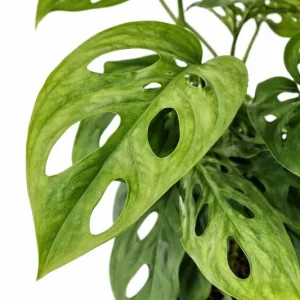 Adansonii Wide Leaf Live Plant – 6in Hanging Basket – Indoor - Image 1
