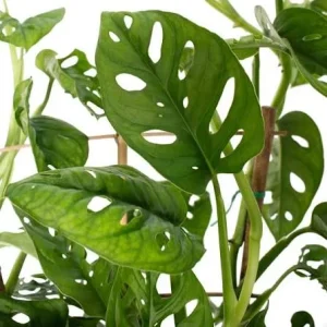 Adansonii Wide Leaf Live Plant – 6in Hanging Basket – Indoor - Image 2