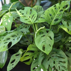 Adansonii Wide Leaf Live Plant – 6in Hanging Basket – Indoor - Image 3