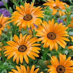 Africa Daisy Mix Seeds - Perennial Flower Seeds - 100 Seeds - Non-GMO - Image 10
