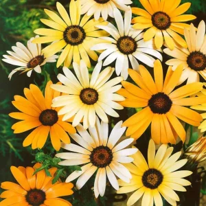 Africa Daisy Mix Seeds - Perennial Flower Seeds - 100 Seeds - Non-GMO - Image 11