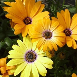 Africa Daisy Mix Seeds - Perennial Flower Seeds - 100 Seeds - Non-GMO - Image 12