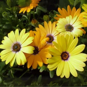 Africa Daisy Mix Seeds - Perennial Flower Seeds - 100 Seeds - Non-GMO - Image 13