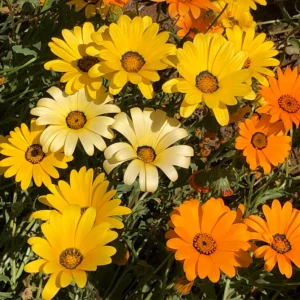 Africa Daisy Mix Seeds - Perennial Flower Seeds - 100 Seeds - Non-GMO - Image 14