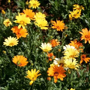 Africa Daisy Mix Seeds - Perennial Flower Seeds - 100 Seeds - Non-GMO - Image 15